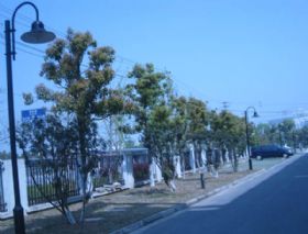 珠江路绿化工程