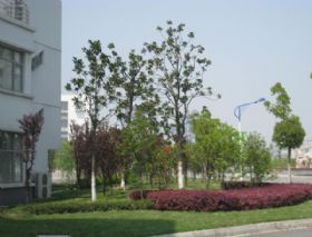 经贸学院绿化工程