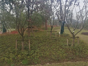 重庆双溪生态公园